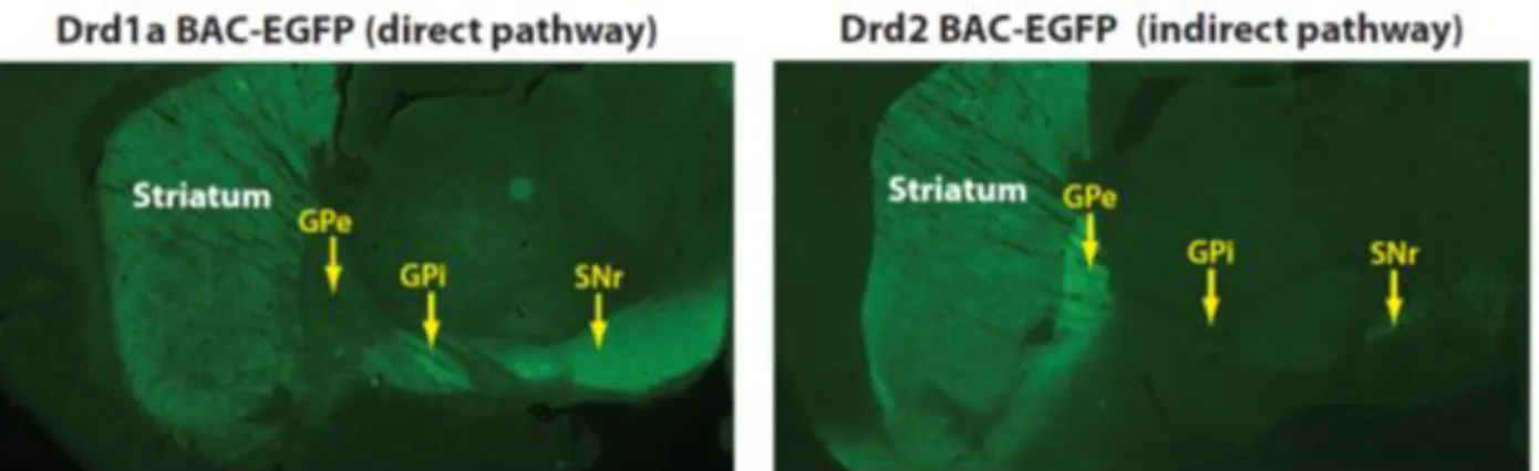 Figure Intro 4: Fluorescence imaging of D1-SPN and D2-SPN in the dorsal striatum, corresponding to the direct  and indirect pathway neurons