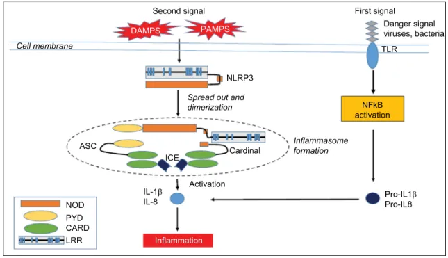 Figure 1 The NLRP3 inflammasome. 