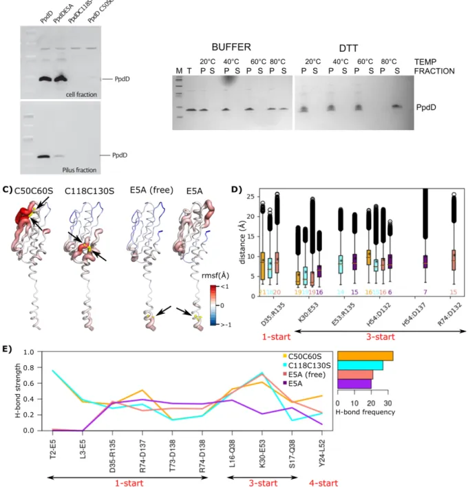 Figure 6. Role of disulfide bonds and E5 in pilus stability. (A) Piliation assay with single and double mutant variants