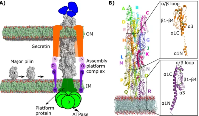 Figure 1. Schematic representation of the EHEC T4P assembly system. (A) Major pilin PpdD (gray) and minor pilins (blue) are depicted