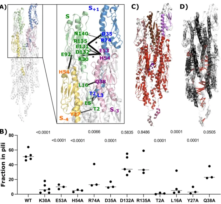 Figure 4. Inter-subunit interactions of the pilus. (A) Key residues involved in the interactions forming the pilus symmetry are highlighted  184 