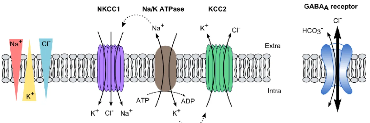 Figure 1 : CCC activity determines chloride flux through GABAARs 