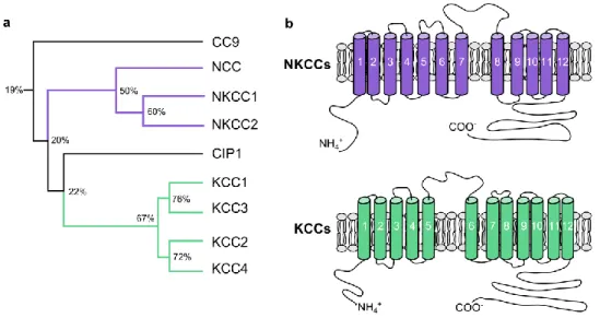 Figure 3 : Phylogeny and structure of the CCC family 