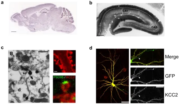 Figure 4 : Cellular and subcellular localization of KCC2 