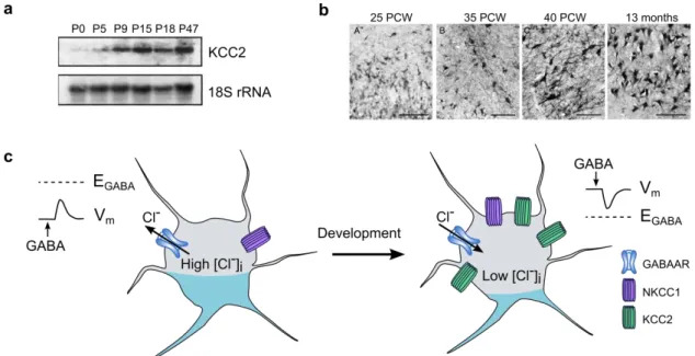 Figure 6 : Developmental upregulation of KCC2 is critical for GABAergic switch from depolarizing to hyperpolarizing  (a)  Northern  blot  experiments  revealed  upregulation  of  mRNA  levels  of  KCC2  through  development  in  the  rat  hippocampus (adap