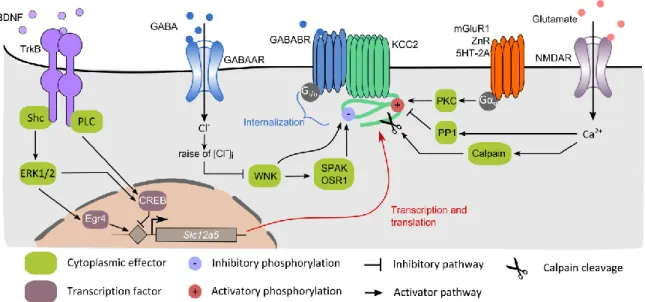 Figure 7 : Activity-dependent regulation of KCC2 expression and function 