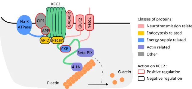 Figure 8 : KCC2 interactome 