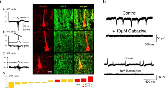 Figure 11 : Correlation between KCC2 expression, GABA transmission and interictal activities 