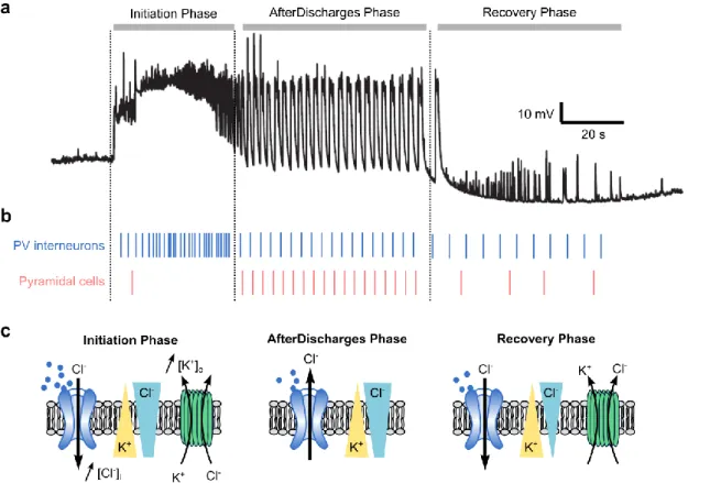 Figure 12 : Chloride homeostasis and KCC2 function during ictal phase 
