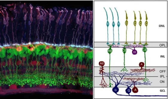 Figure 1 : Organisation schématique des neurones dans la rétine de mammifère. 