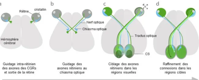 Figure 6 : Schéma des différentes étapes de développement des fibres rétiniennes dans le cerveau