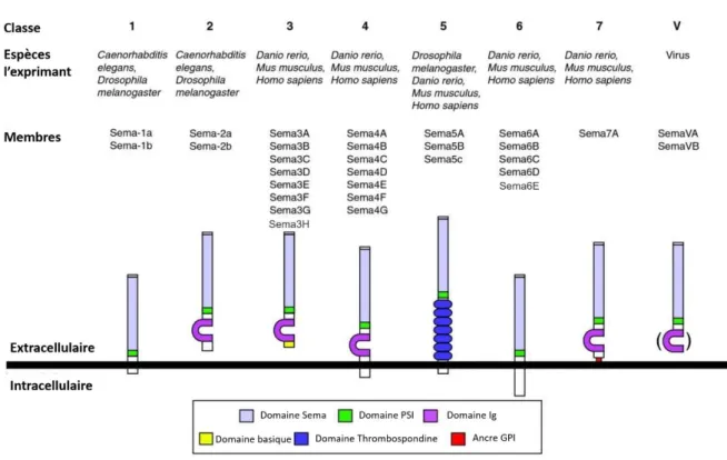 Figure 10 : Schéma de la structure des différentes classes de Sémaphorines. 