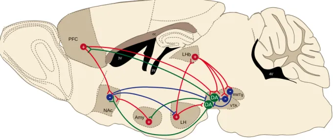 Figure 1 Simplified schematic of the meso-cortico-limbic and associated circuits in the rodent brain