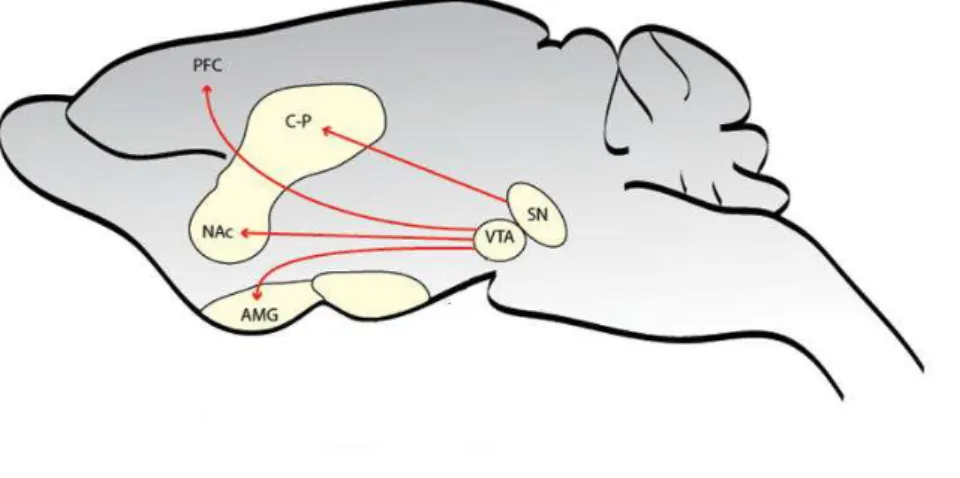 Figure  5:  Schematic  representation  of  the  mesocorticolimbic  and  nigrostriatal  dopamine projections in the mouse brain