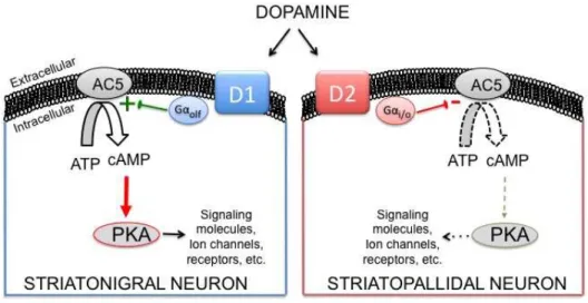 Figure 6: Differential coupling of striatal dopamine (DA) receptors.  