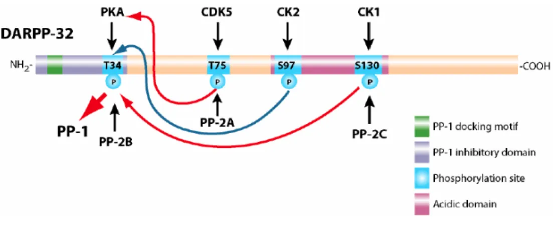 Figure 7: DARPP-32 phosphorylation sites . 