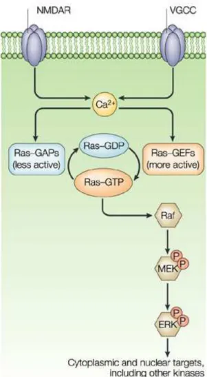 Figure  10:  Activation  of  ERK  by  synaptic  signaling. 