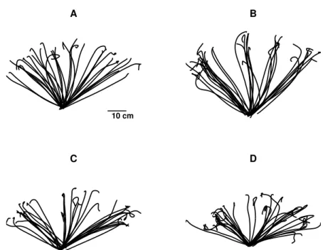 Figure 3.2 – Typical trajectories of the tracked hand for a single subject for each of the four conditions tested: short sound condition (A), long sound condition (B), avatar condition (C), and conflicting avatar condition (D)