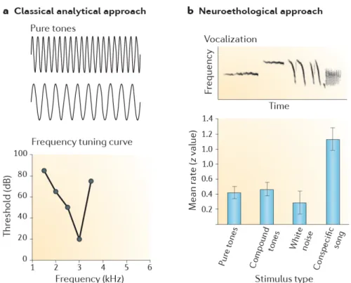 Figure 6  Approches analytique et éthologique en neurosciences auditives. Ces deux approches sont basées sur l'analyse de réponses cérébrales à des sons produits par des sources sonores particulières