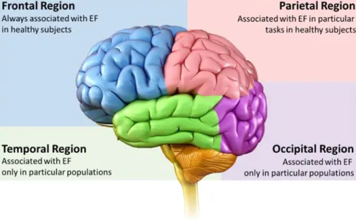 Figure 3. The Lobes of the brain and its association with executive function 