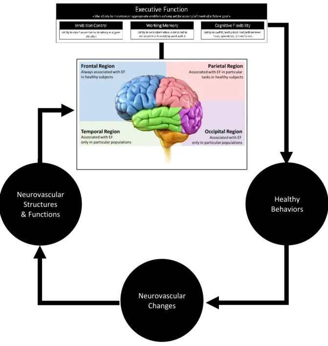 Figure 5. Schematic integration of components and brain organization of executive function in their relationship  with healthy behaviors and neurovascular components