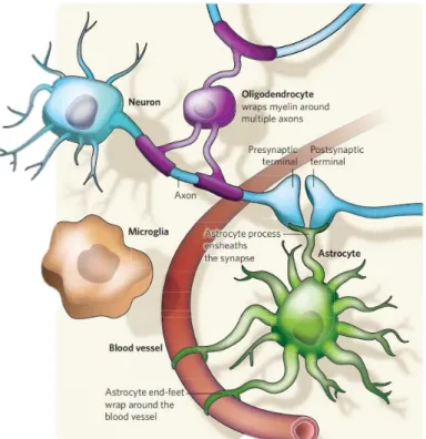 Figure 8. Cartoon illustration of glial cells within the neurovascular  system (Taken from [Allen and Barres 2009])