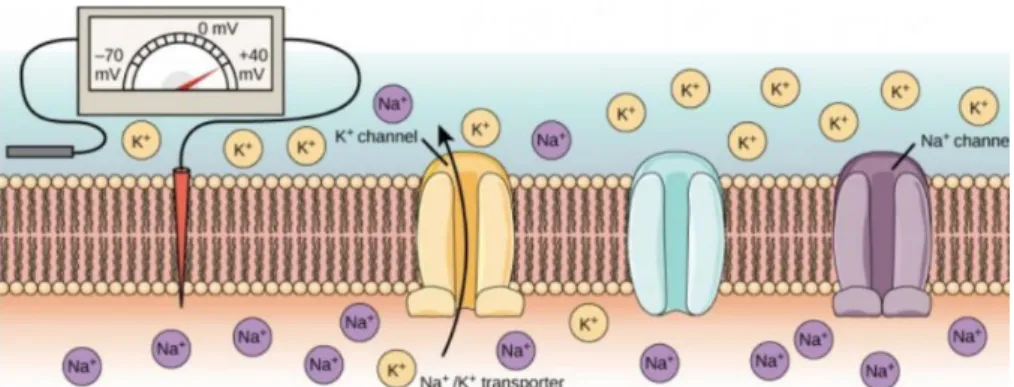 Figure 12. Events involving ions, channels, and Na + /K +  ATPase that lead to hyperpolarization (Taken from (Lumen  2019a)) 