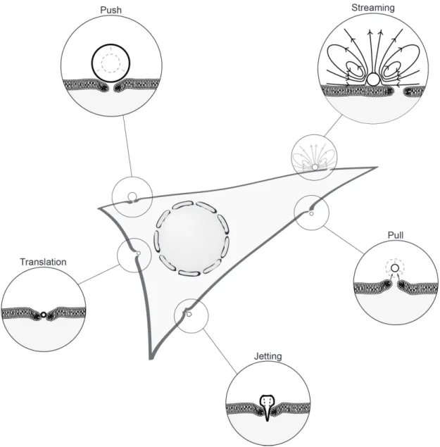 Figure 1: Schematic representation of the five physical mechanisms supposedly  involved in sonoporation
