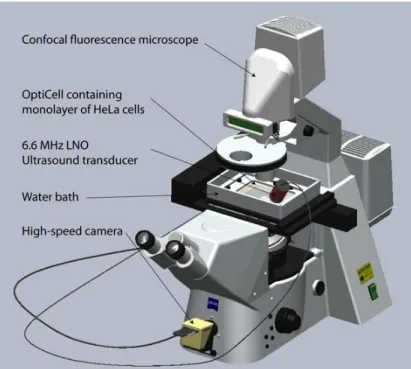 Figure 2. Confocal ﬂuorescence conﬁguration used to simultaniously observe and sonicate HeLa cells in the pressance of ﬂuorescence coated microbubbles.