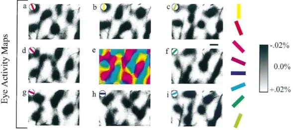 Figure 1-2. Orientation maps from the visual cortex of the cat. 