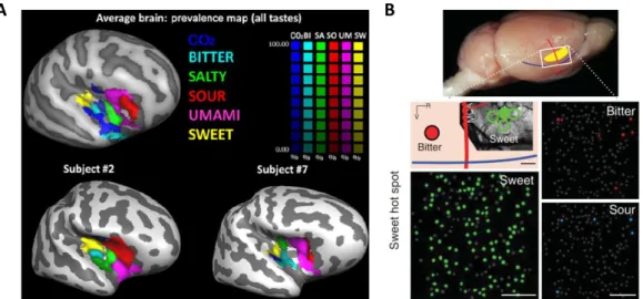 Figure 1-3. Taste representations in the cortex of humans and mice. 