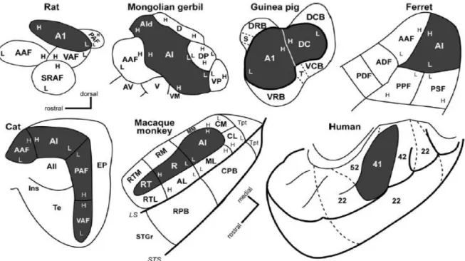 Figure 1-10. Schematic representation of AC in some of the most studied  mammals. 