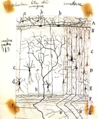 Figure 1-15. Drawing by Santiago Ramón y Cajal of the cerebral cortex. 