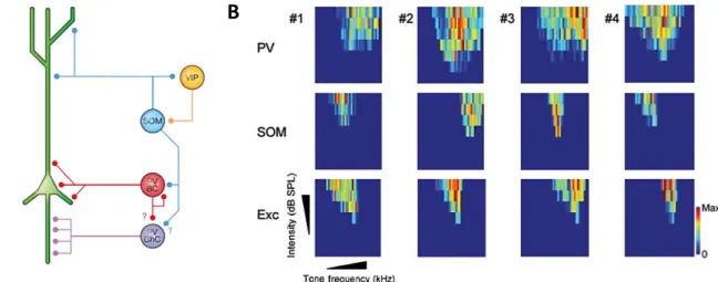 Figure 1-17. Schematic representation of neocortical  circuits and their responses to sounds
