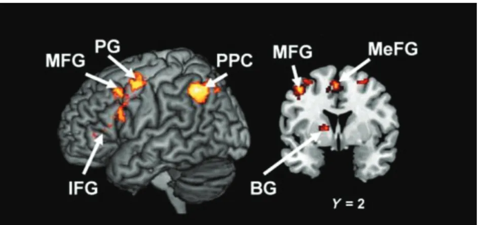 Figure 7. Principales régions cérébrales impliquées dans le raisonnement déductif. (D’après Prado  et al, 2011)
