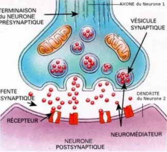 Figure 1.6  Anatomie d'une synapse. Le potentiel électrique change de nature et devient un potentiel chimique.