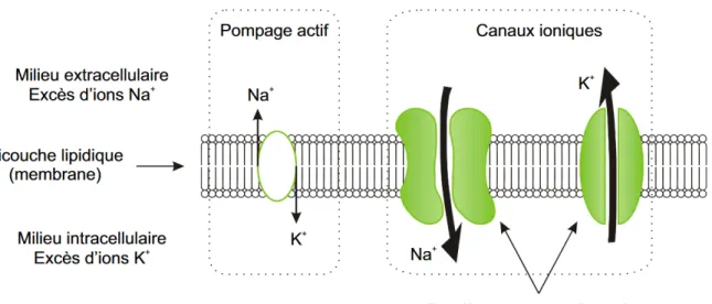 Figure 1.9  Schéma de la membrane plasmique. Notez la présence de la bicouche lipidique constituée de canaux ioniques ( N a + et K + ) et de la pompe active