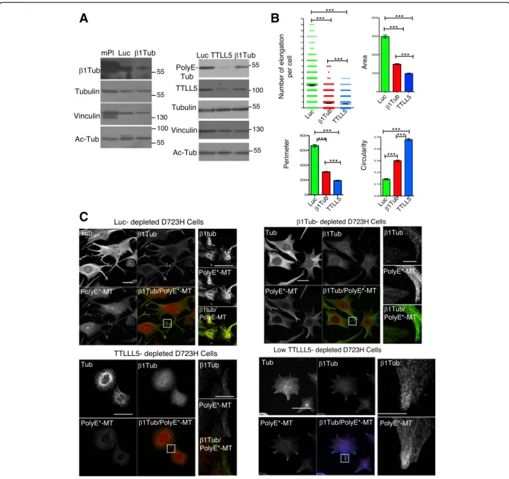 Fig. 6 β 1tubulin-containing MTs regulate PolyE-MT fasciculation and coiling in PPLL. a Total protein extracts of mouse platelets and Luc-, β 1tubulin-, and TTLL5-depleted polyploid D723H cells analyzed for indicated antibodies