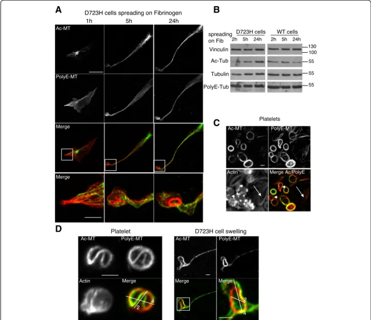 Fig. 2 Specific subcellular localization of Ac-MTs and PolyE-MTs in PPLL and platelets