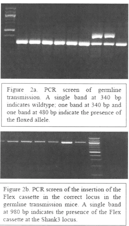Figure  2b.  PCR screen  of the  insertion  of the Flex  cassette  in  the  correct  locus  in  the germline  transmission  mice