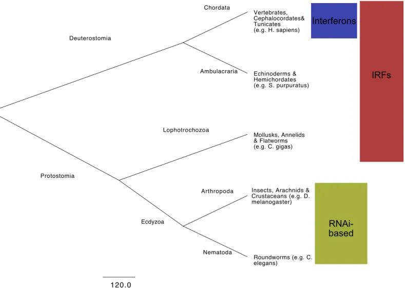 Fig 1 - Simplified metazoan taxonomy of the major animal clades discussed in the text, Invertebrates are not monophyletic, comprising both deuterostomes (e.g