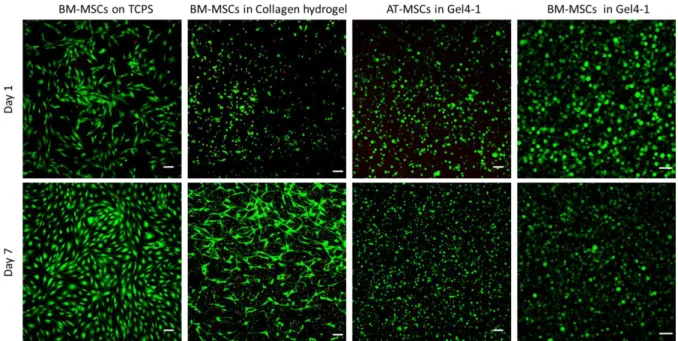 Fig.  8. Cell viability of human AT-MSCs or BM-MSCs in Gel4-1, in comparison with BM-BM-438 