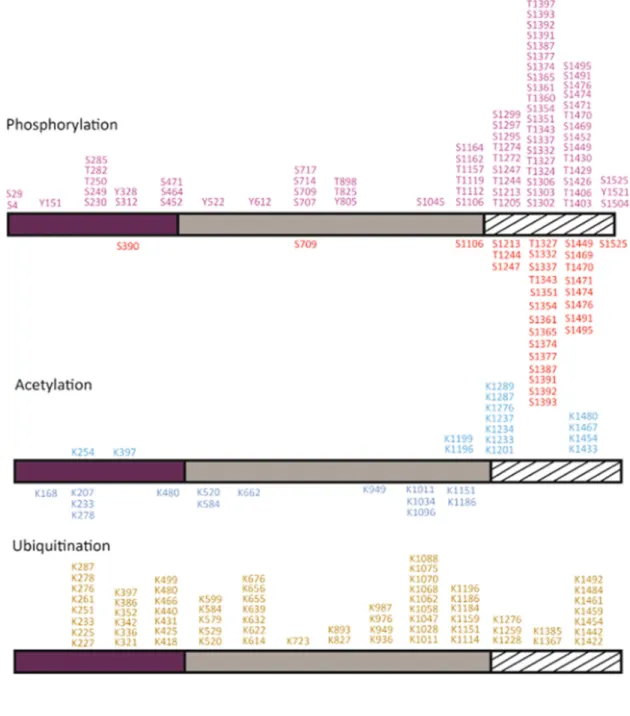 Figure 2. Post-translational modifications of the human Top2a. Phosphorylations and acetylations identified in the recombinant  Top2a protein produced in yeast or mammalian cells are reported below the domain diagram (Bedez et al 
