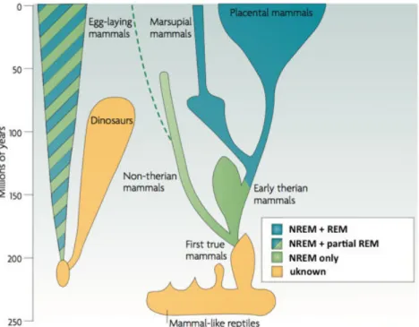 Figure 0-1 Presence of NREM and REM sleep across Vertebrates 