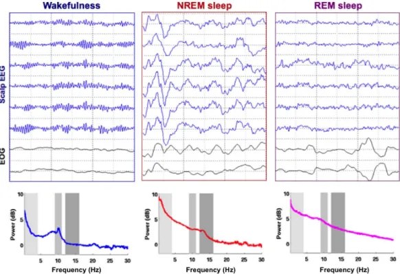 Figure 0-3 Electrical activity of the brain across wake and sleep 