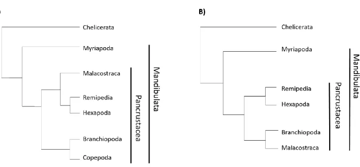 Fig. 0-4 Arthropod phylogeny – Two of the current views on arthropod phylogeny based in Legg et al