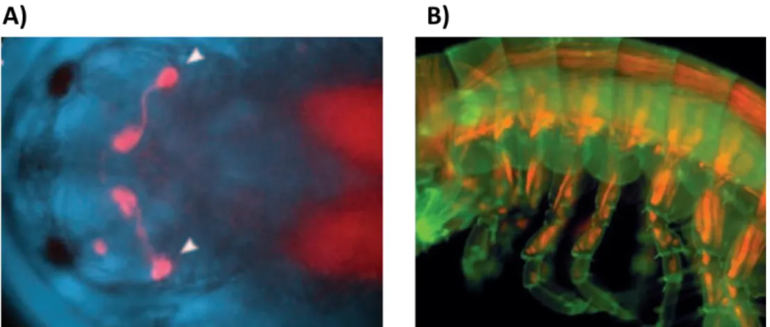 Fig. 0-6 Live imaging in Parhyale – A) Head of a Parhyale embryo seen from the  dorsal side, showing dsRed expression driven by the 3xP3 regulatory sequence  (white arrows) B) Trunk of a Parhyale juvenile, showing dsRed expression driven by  the Ph-MuscleS