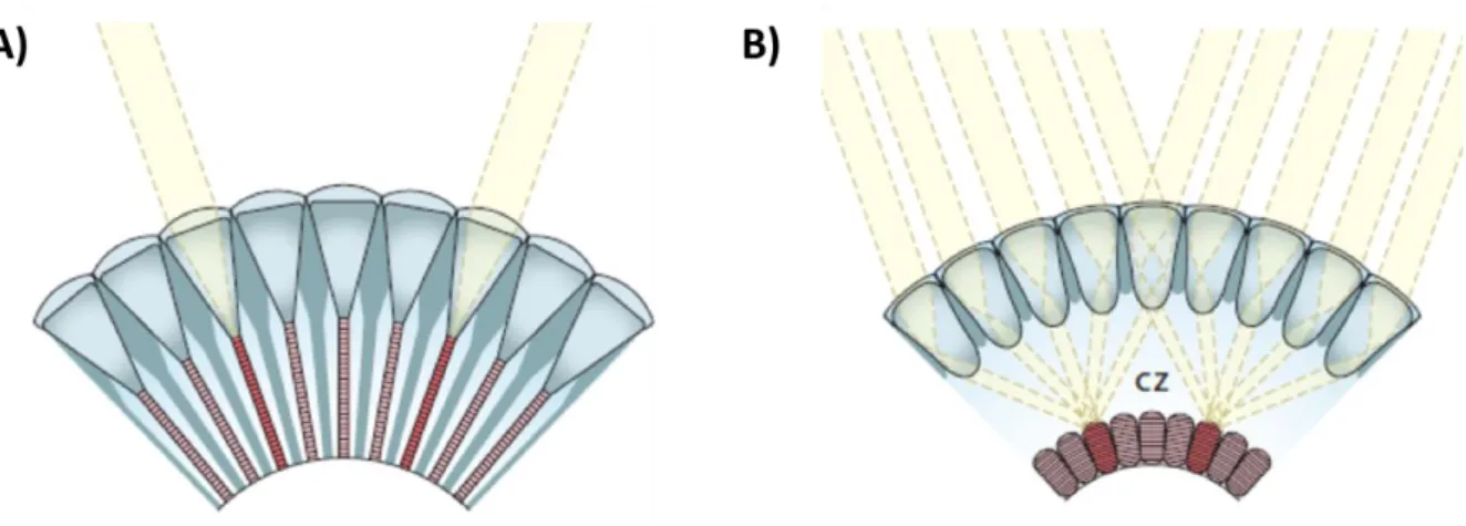 Fig. I-2 Apposition and Superposition compound eyes – A) In apposition compound eyes rhabdoms  are in close contact with the crystalline cone cell and each ommatidia is separated from the others by  shielding pigments