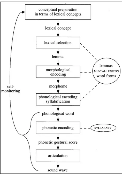 Figure 2. Etapes de la production lexicale selon le modèle de Levelt  (1999). 