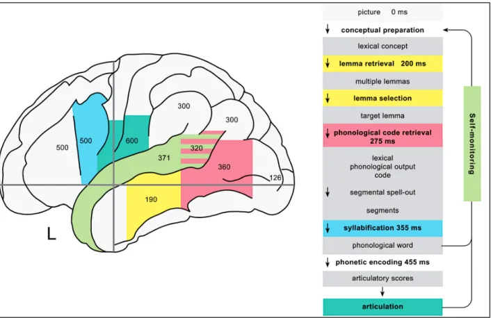 Figure 3. Représentation schémtique des étapes de production lexicale (à droite de la figure) et de  leurs substarats anatomo-fonctionnels (à gauche de la figure) au niveau cérébral ( Indefrey &amp; Levelt, 